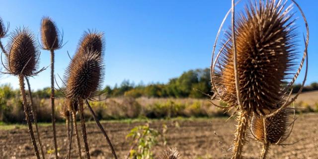 Côte Belet Pamproux, ambiance d'automne