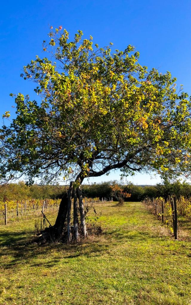 Côte Belet Pamproux, ambiance d'automne