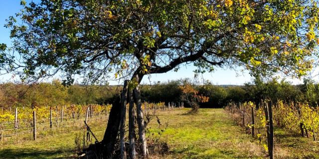 Côte Belet Pamproux, ambiance d'automne