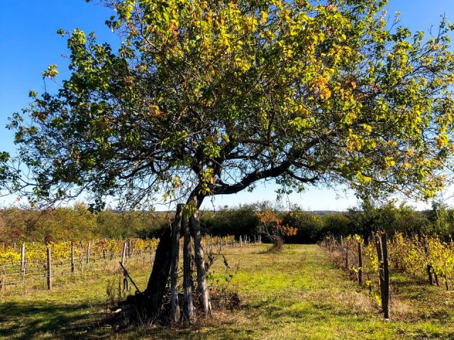 Côte Belet Pamproux, ambiance d'automne