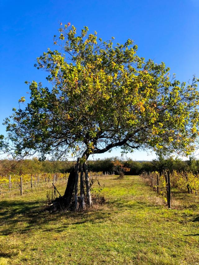 Côte Belet Pamproux, ambiance d'automne