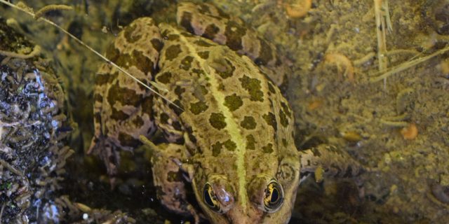 Grenouille dans la Lavoir du bourg, Chavagné