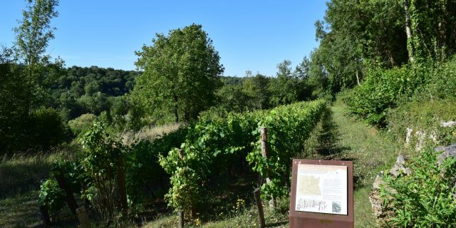 Vigne de la Carrière de Ricou