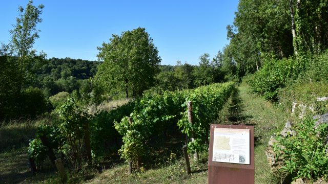 Vigne de la Carrière de Ricou