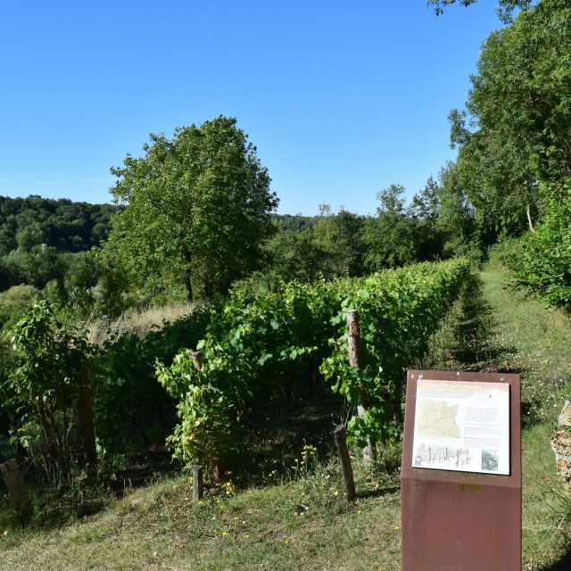 Vigne de la Carrière de Ricou