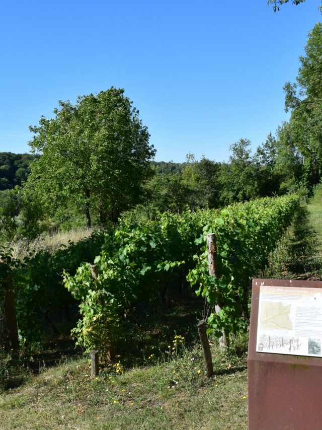 Vigne de la Carrière de Ricou