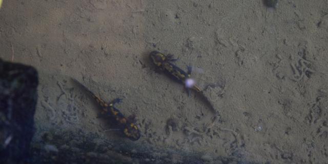 Salamandres dans le Lavoir de putais