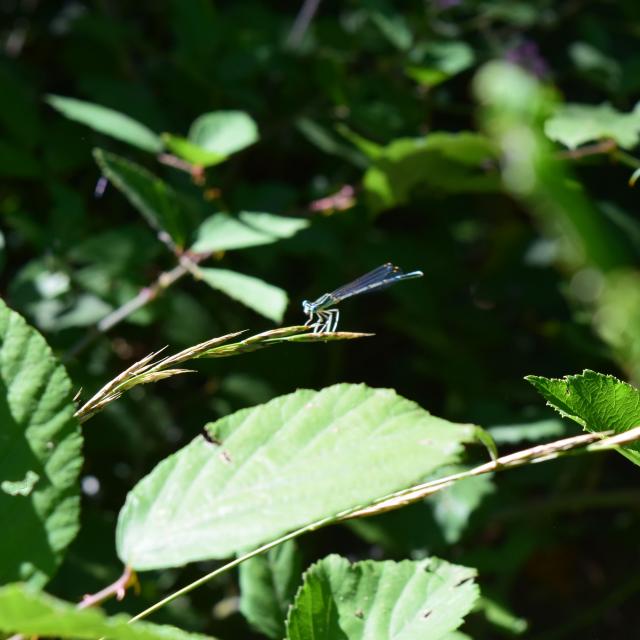 Faune de la Carrière de Ricou