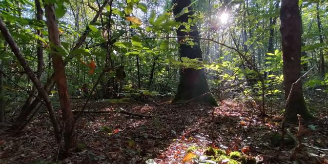 Forêt De L'hermitain Souvigné2