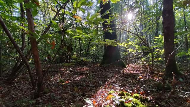 Forêt De L'hermitain Souvigné2