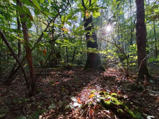 Forêt De L'hermitain Souvigné2