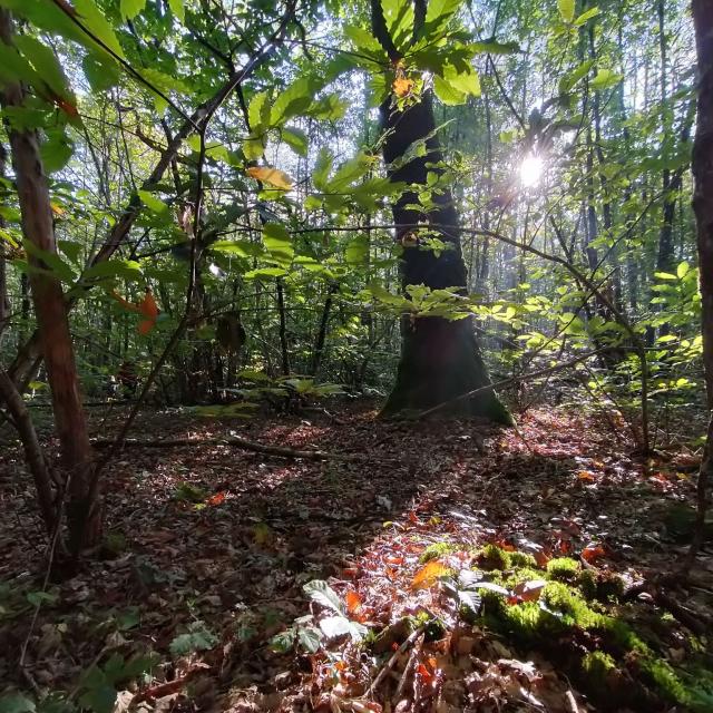 Forêt De L'hermitain Souvigné2