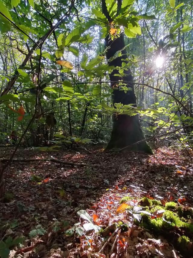 Forêt De L'hermitain Souvigné2