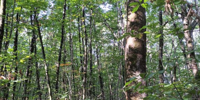 Forêt De L'hermitain Souvigné5