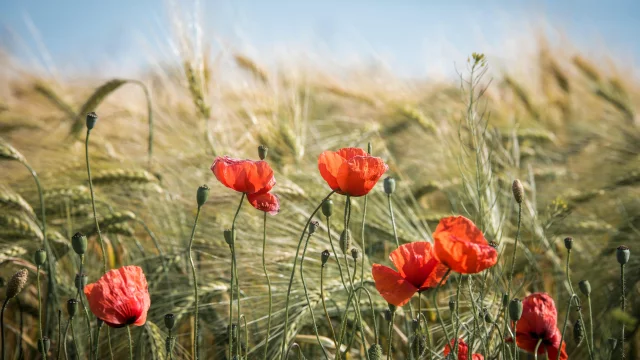 Fleurs Des Champs