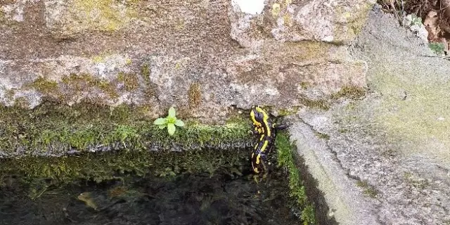 Salamandre Lavoir Sucre Rotated