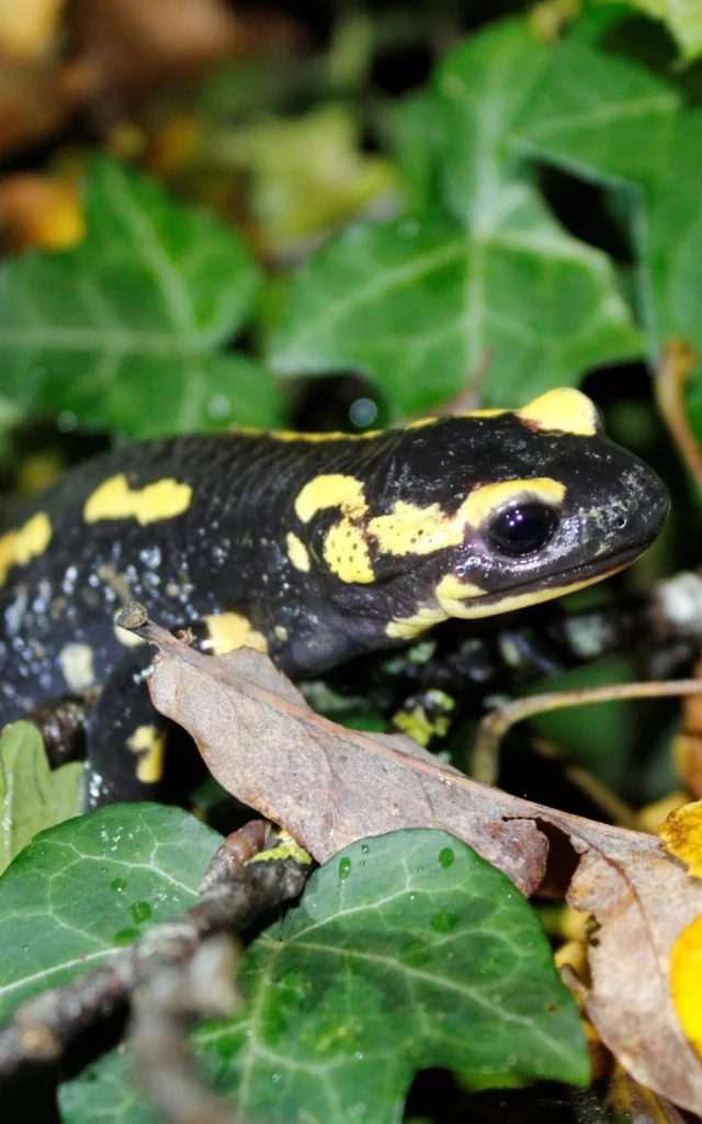 Salamandre tachetée en Haut Val de Sèvre