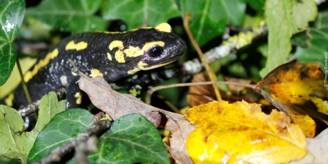 Salamandre tachetée en Haut Val de Sèvre