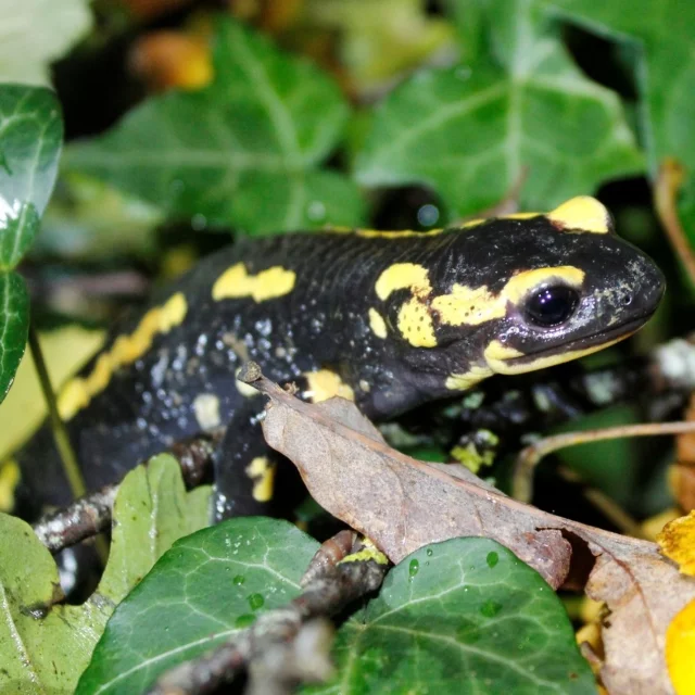 Salamandre tachetée en Haut Val de Sèvre